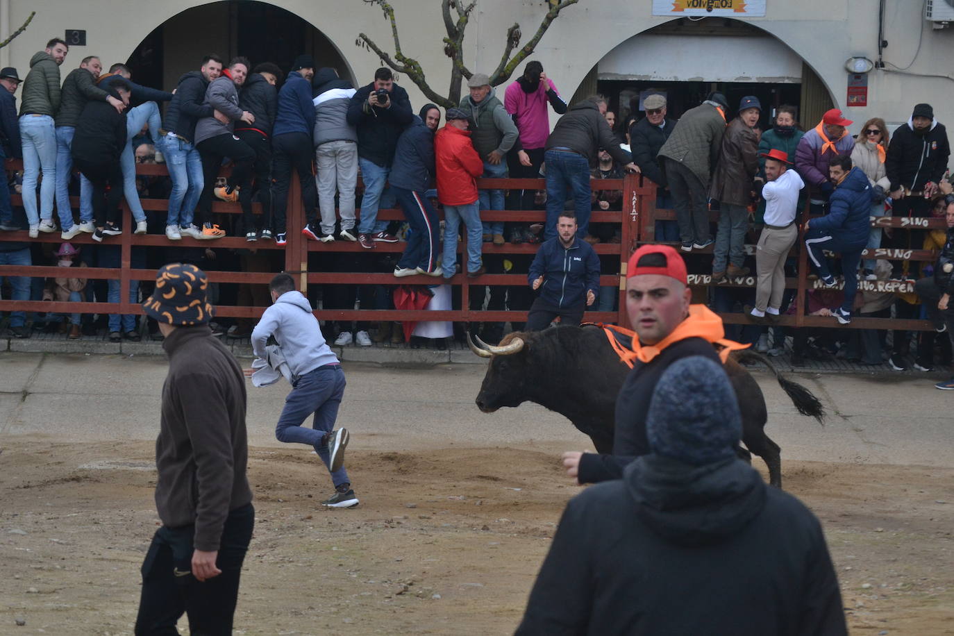 “Potrosillo” abre el Carnaval del Toro con un multitudinario festejo