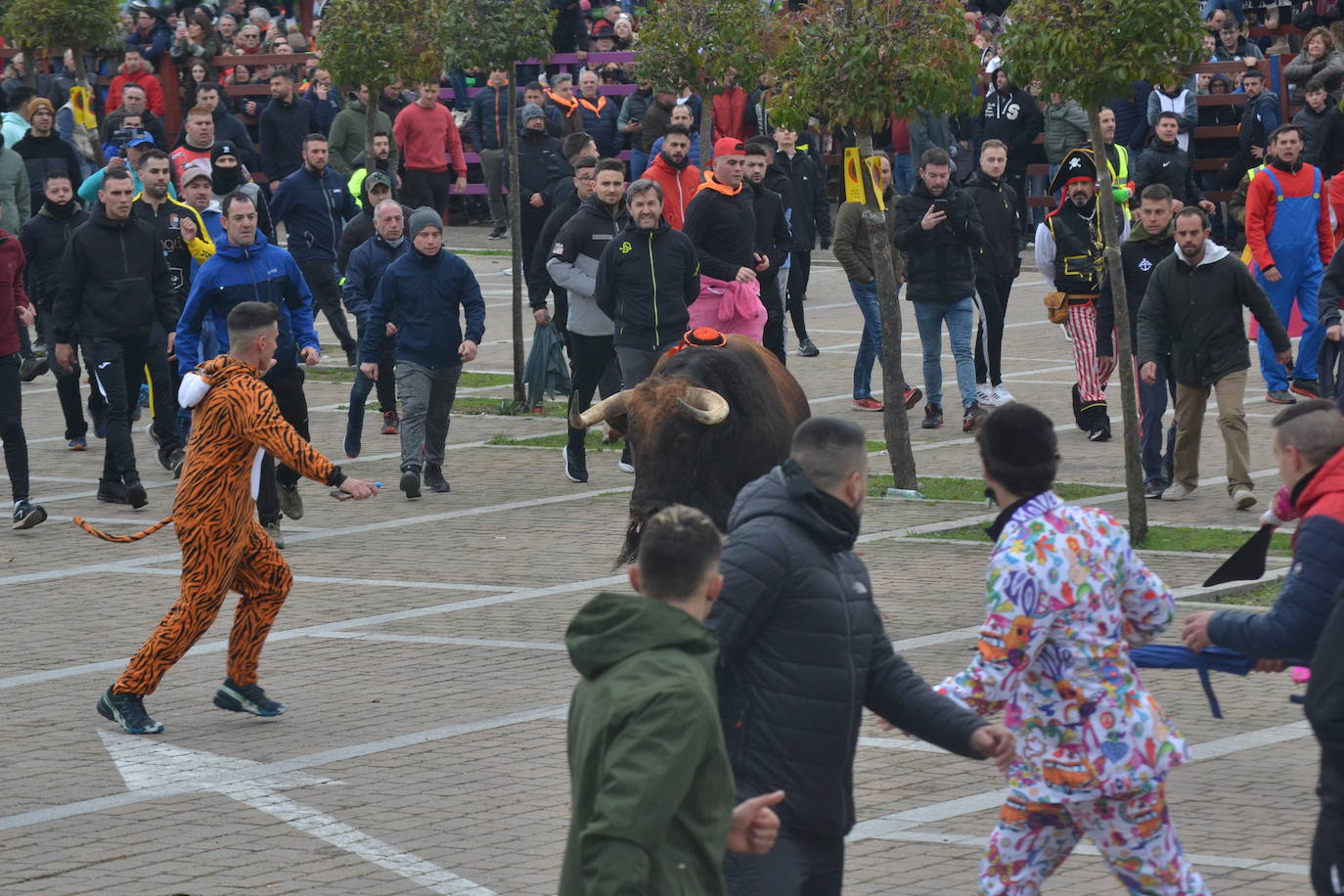 “Potrosillo” abre el Carnaval del Toro con un multitudinario festejo