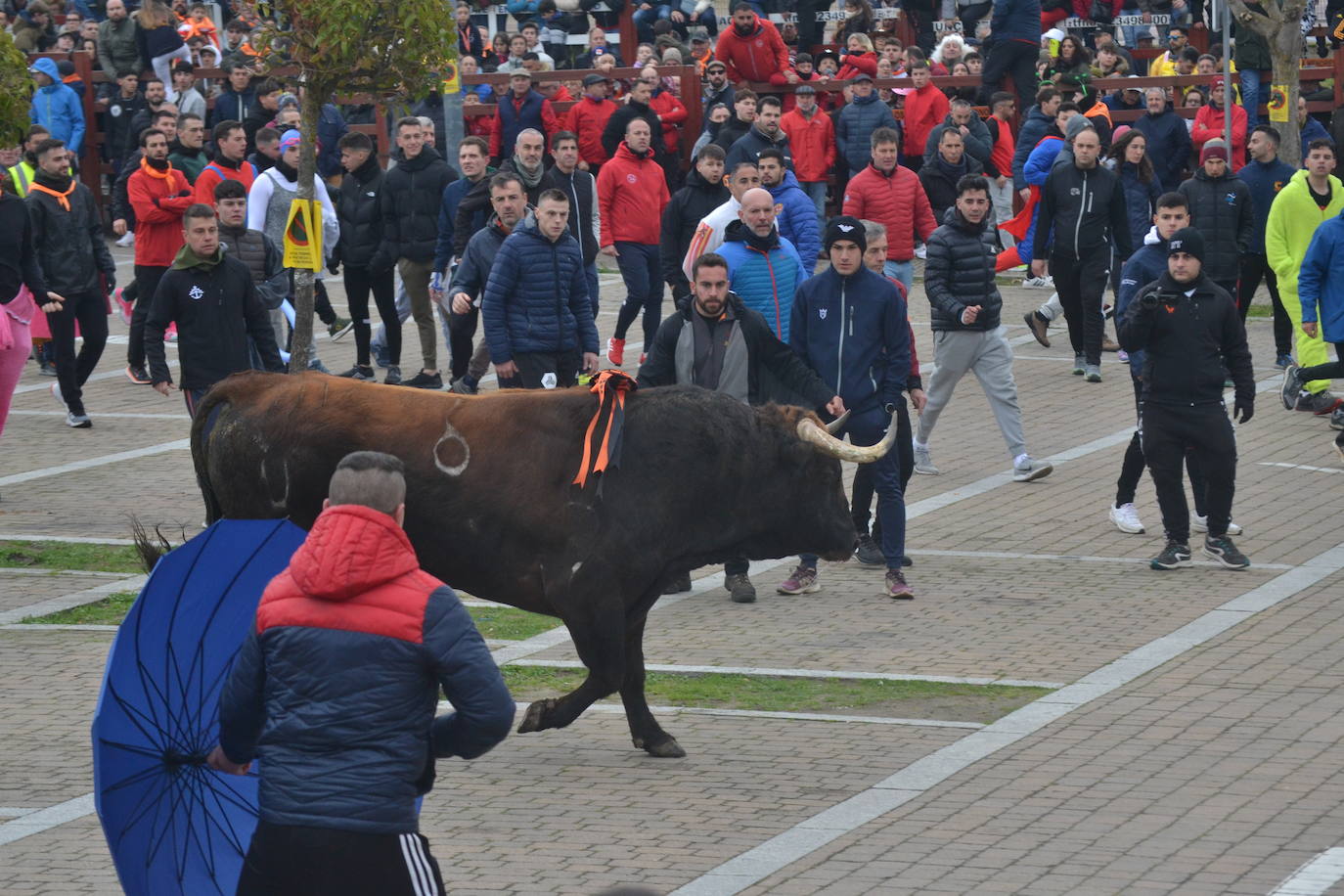 “Potrosillo” abre el Carnaval del Toro con un multitudinario festejo