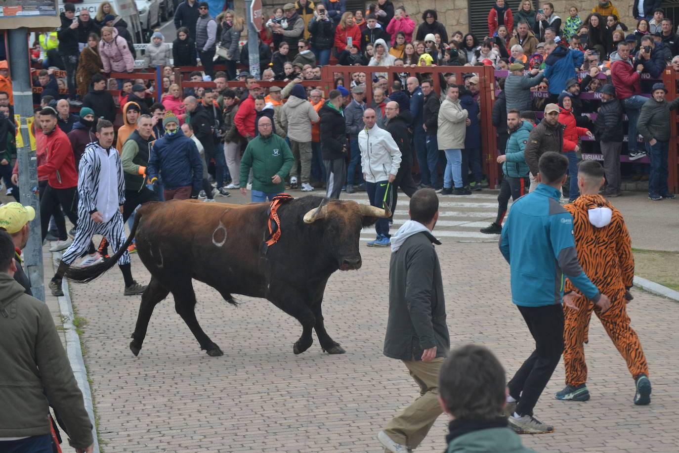 “Potrosillo” abre el Carnaval del Toro con un multitudinario festejo