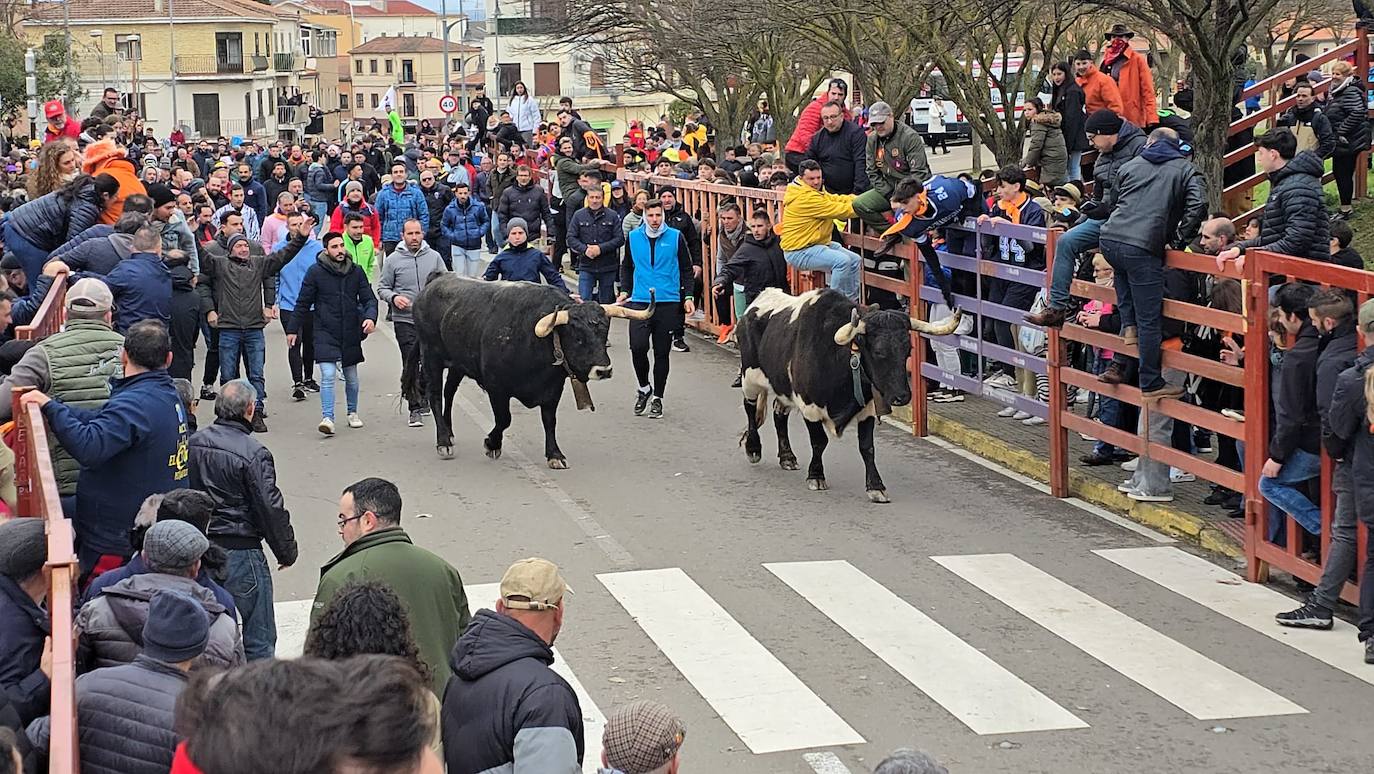 El primer encierro del Carnaval del Toro se salda con un corredor herido