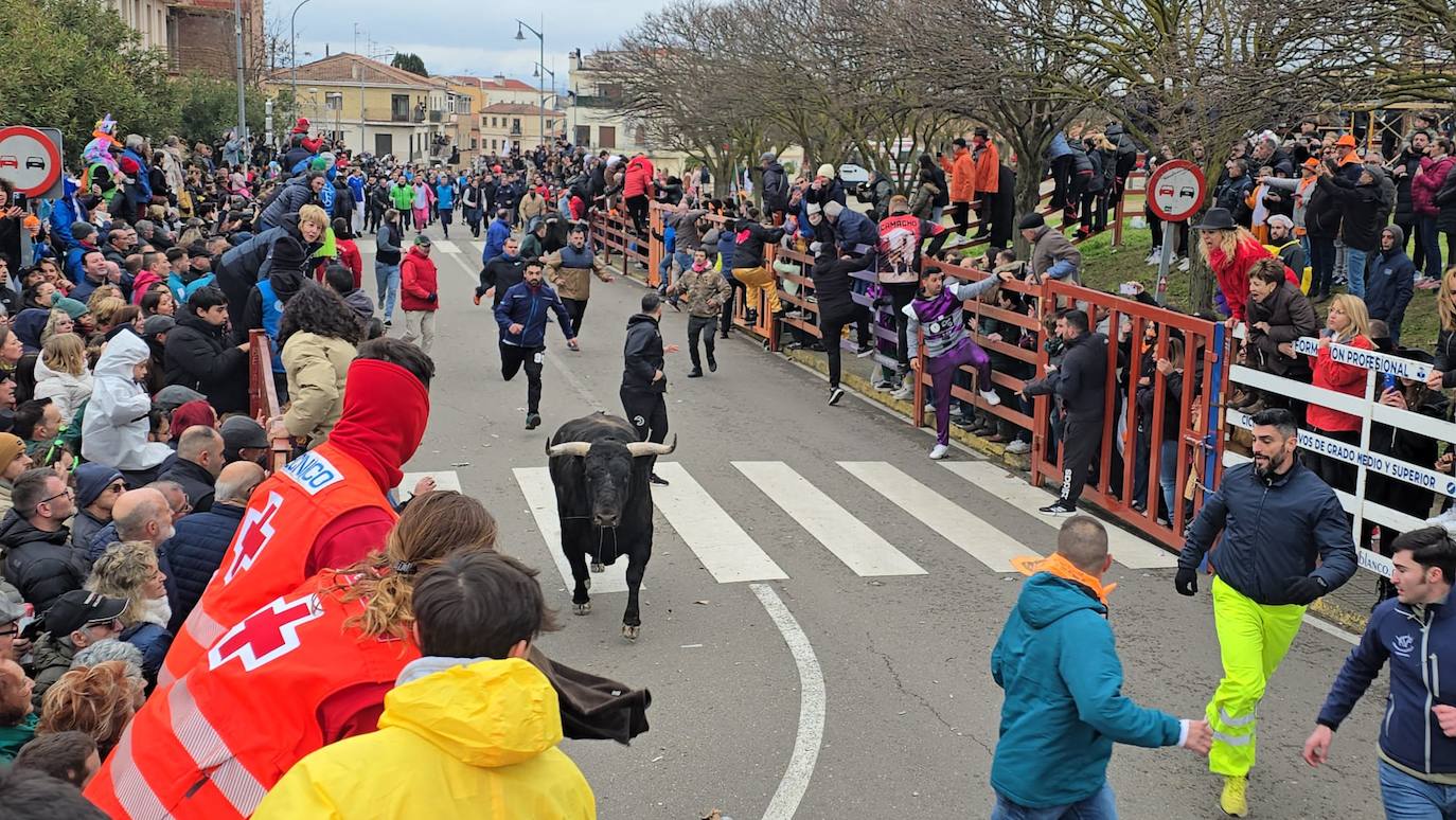 El primer encierro del Carnaval del Toro se salda con un corredor herido