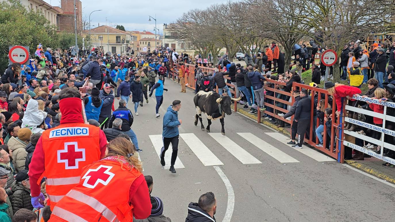 El primer encierro del Carnaval del Toro se salda con un corredor herido