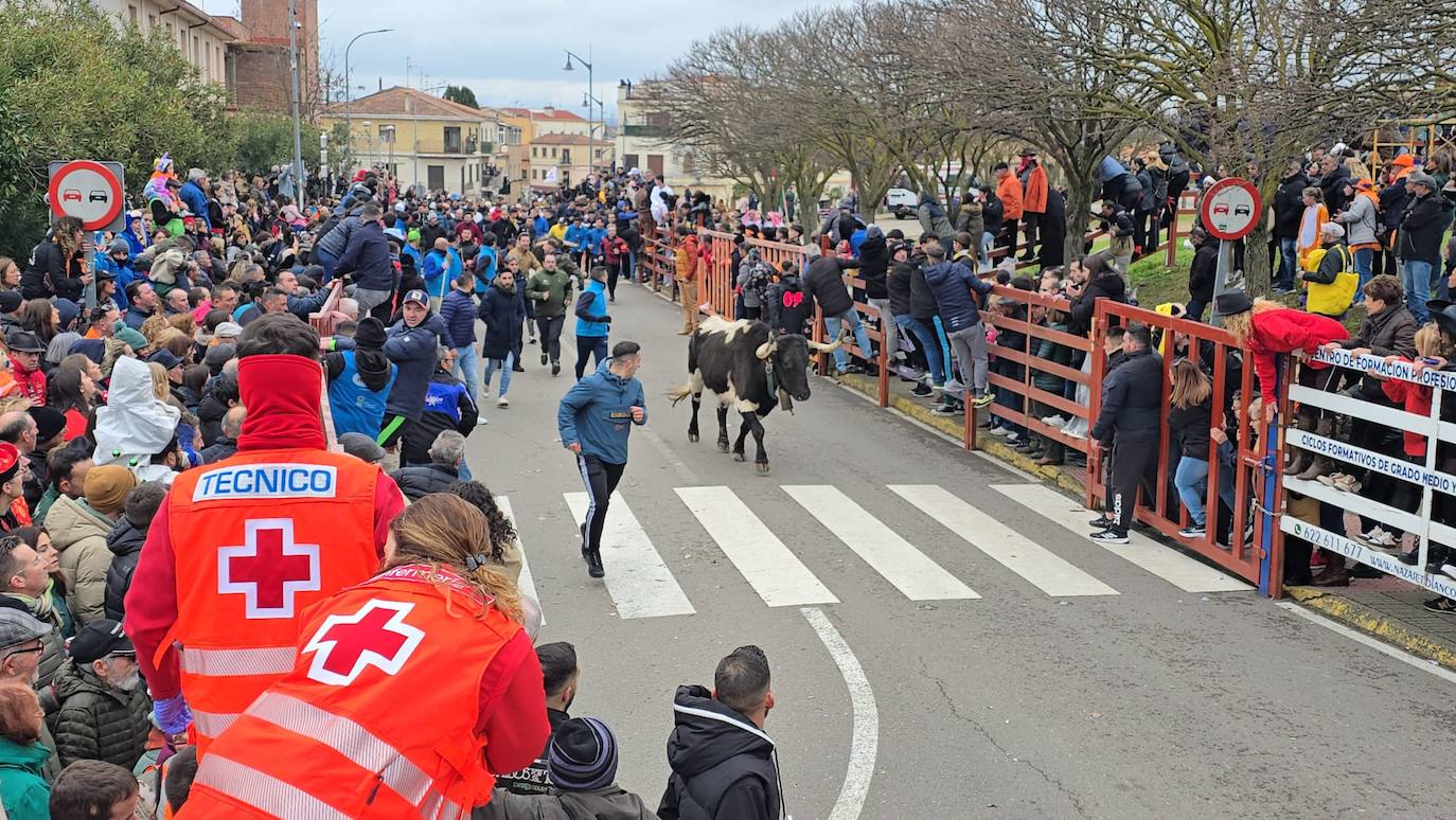 El primer encierro del Carnaval del Toro se salda con un corredor herido