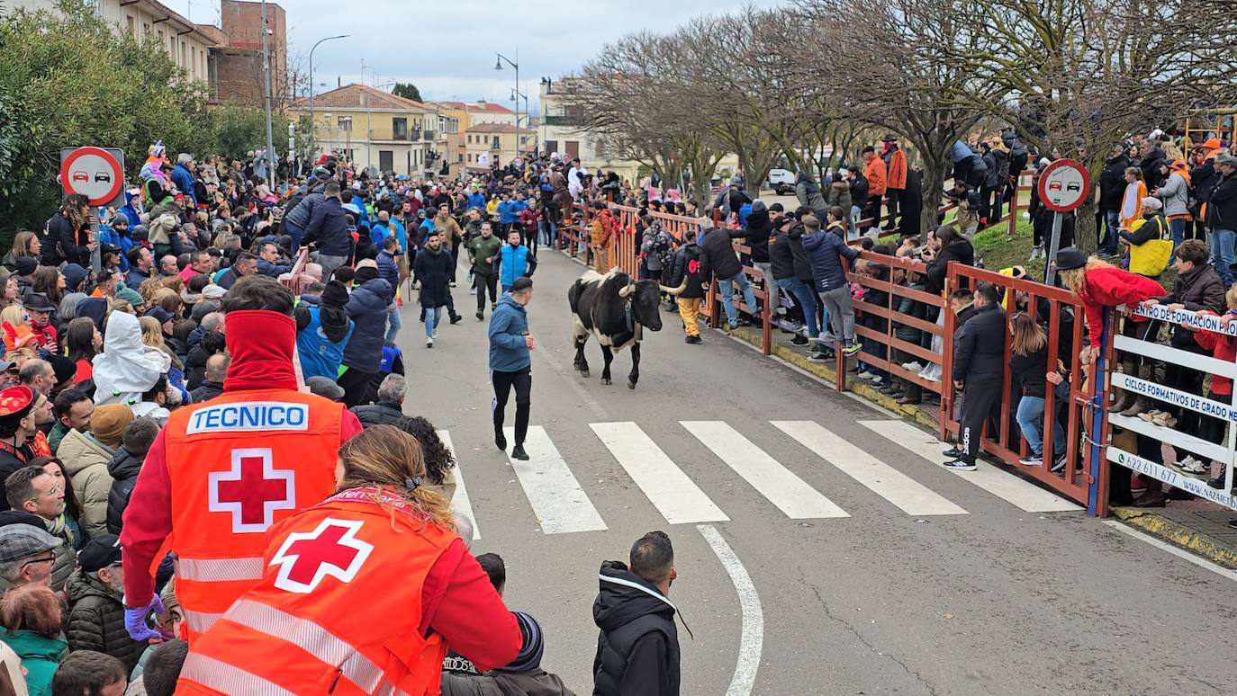 El primer encierro del Carnaval del Toro se salda con un corredor herido