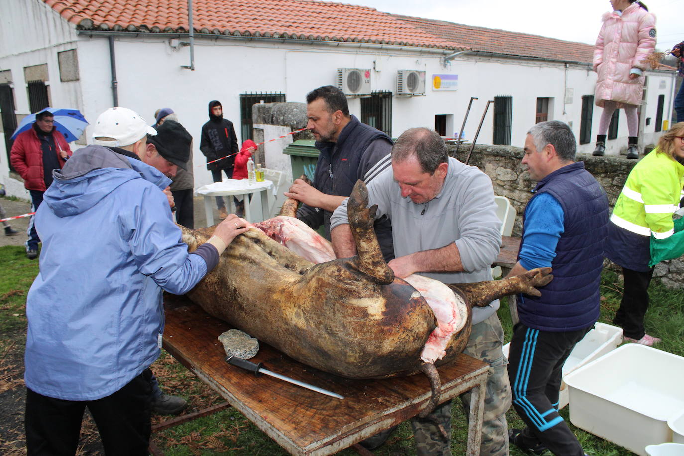 Horcajo de Montemayor se vuelca con su matanza popular