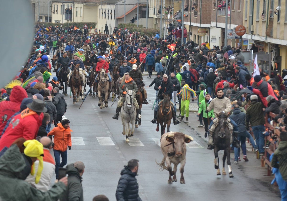 Tumultuoso encierro a caballo en el Carnaval del Toro de Ciudad Rodrigo