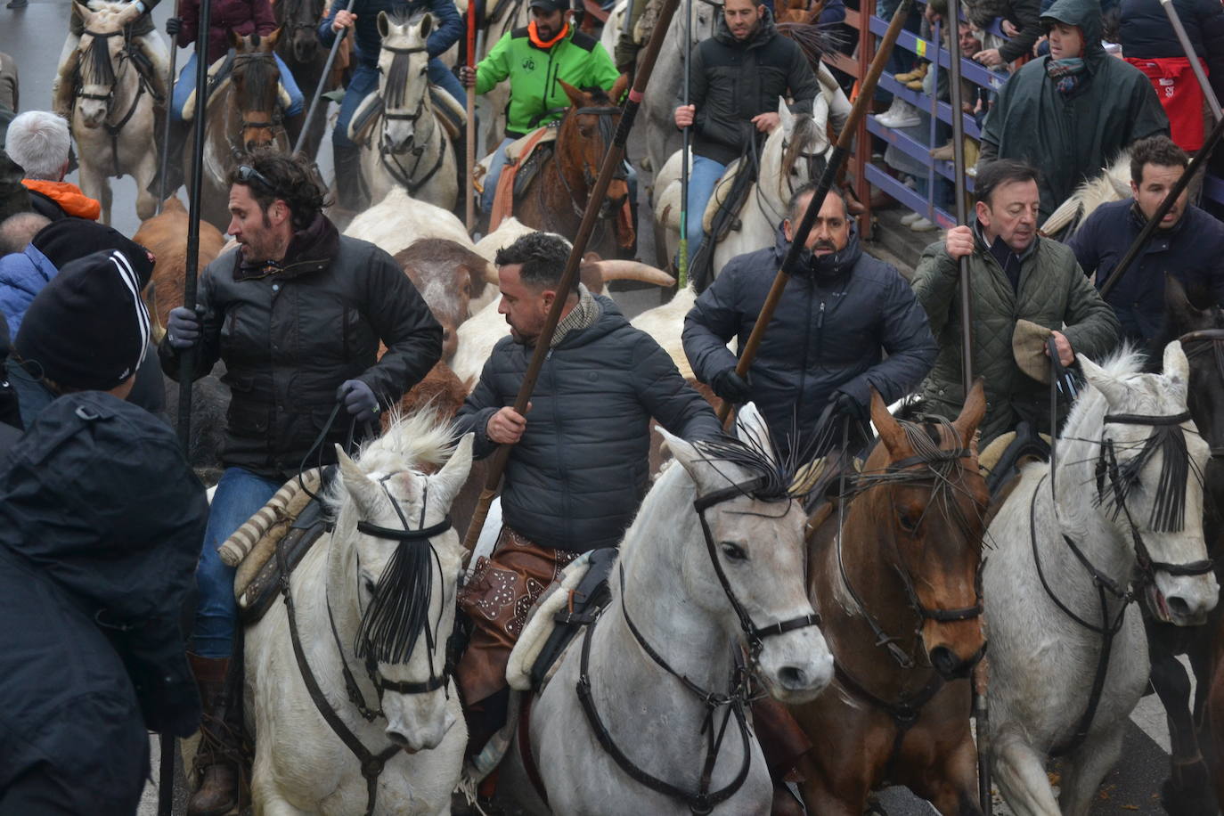 Tumultuoso encierro a caballo en el Carnaval del Toro de Ciudad Rodrigo