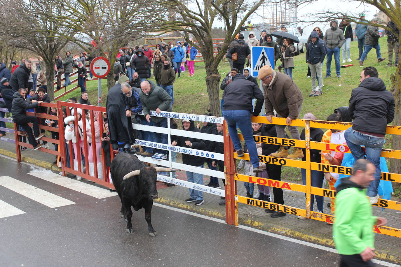 Tumultuoso encierro a caballo en el Carnaval del Toro de Ciudad Rodrigo