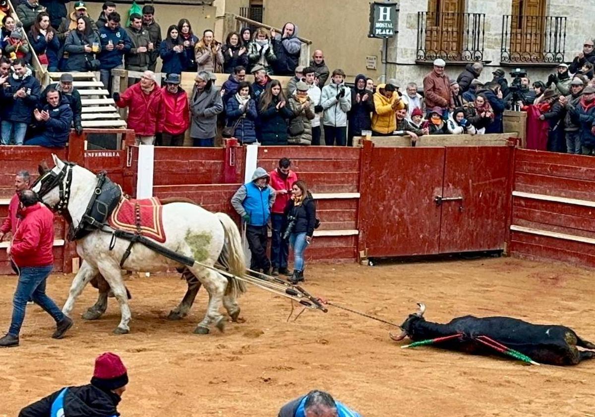 Vuelta al ruedo del cuarto novillo de Castillejo de Huebra en Ciudad Rodrigo.