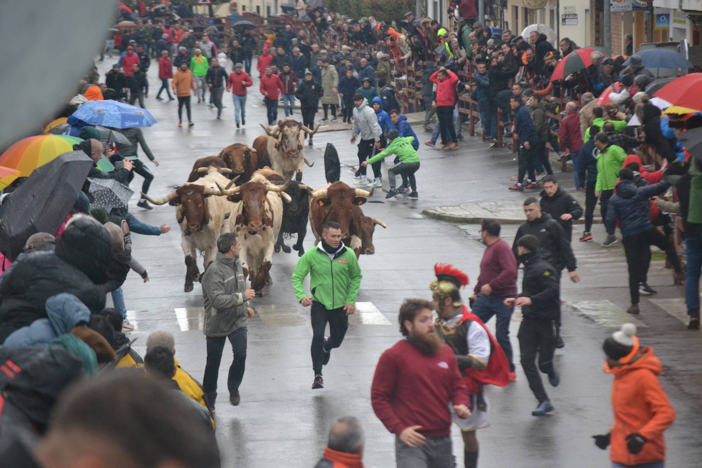 La lluvia no desluce el rápido encierro del lunes en el Carnaval del Toro