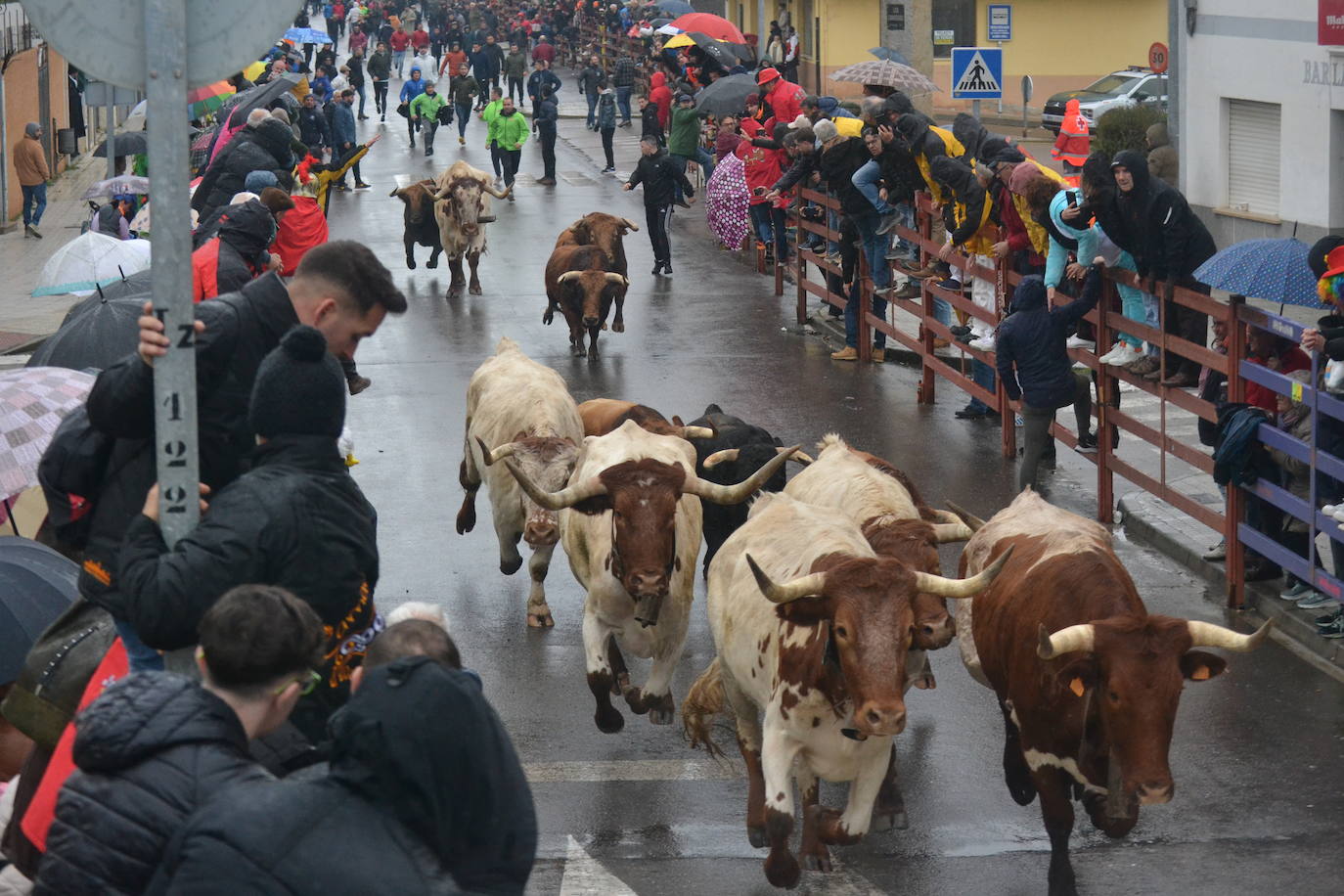 La lluvia no desluce el rápido encierro del lunes en el Carnaval del Toro