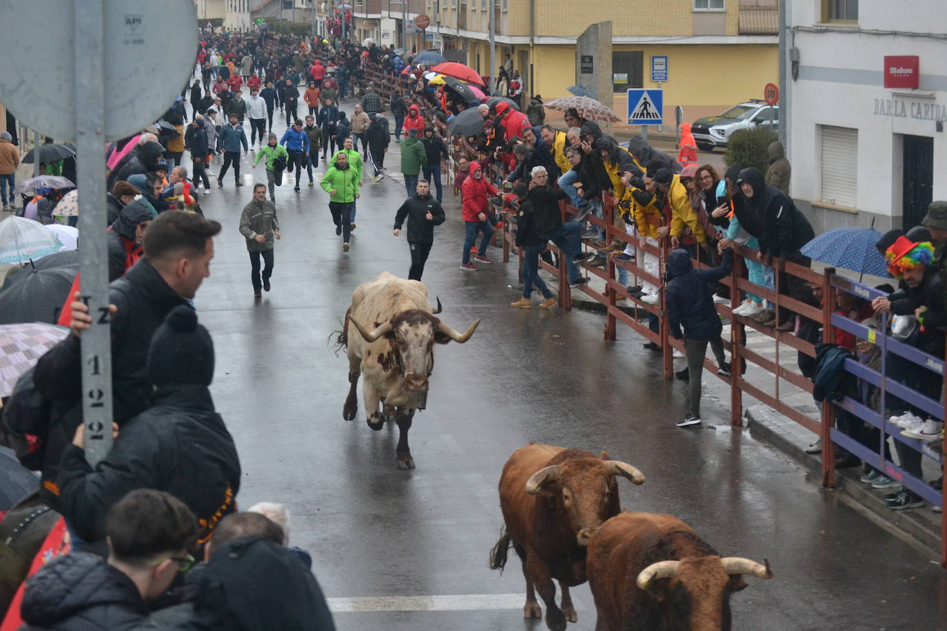 La lluvia no desluce el rápido encierro del lunes en el Carnaval del Toro