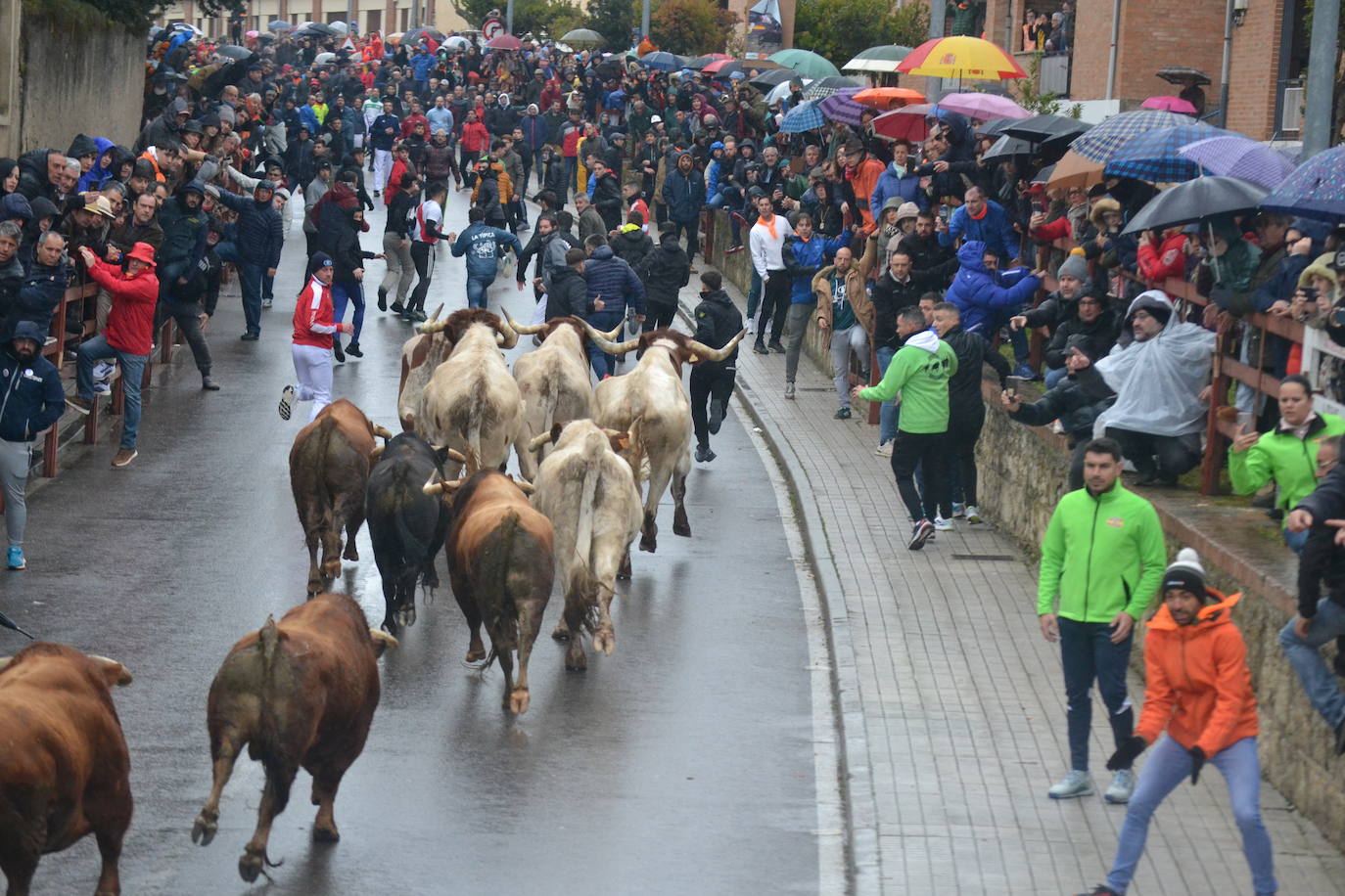 La lluvia no desluce el rápido encierro del lunes en el Carnaval del Toro