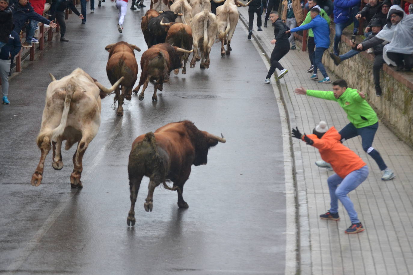 La lluvia no desluce el rápido encierro del lunes en el Carnaval del Toro