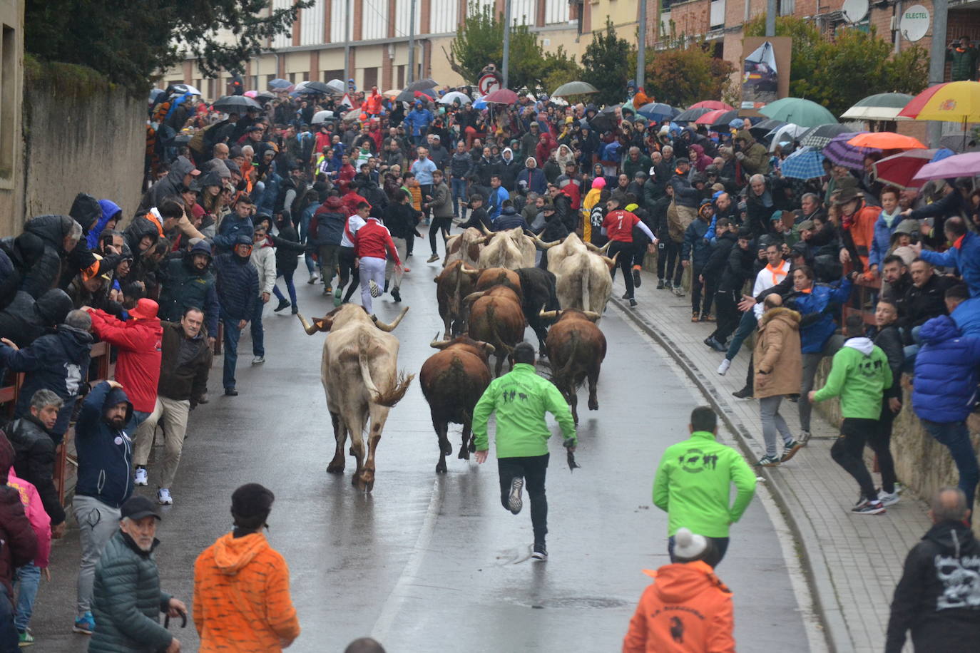 La lluvia no desluce el rápido encierro del lunes en el Carnaval del Toro