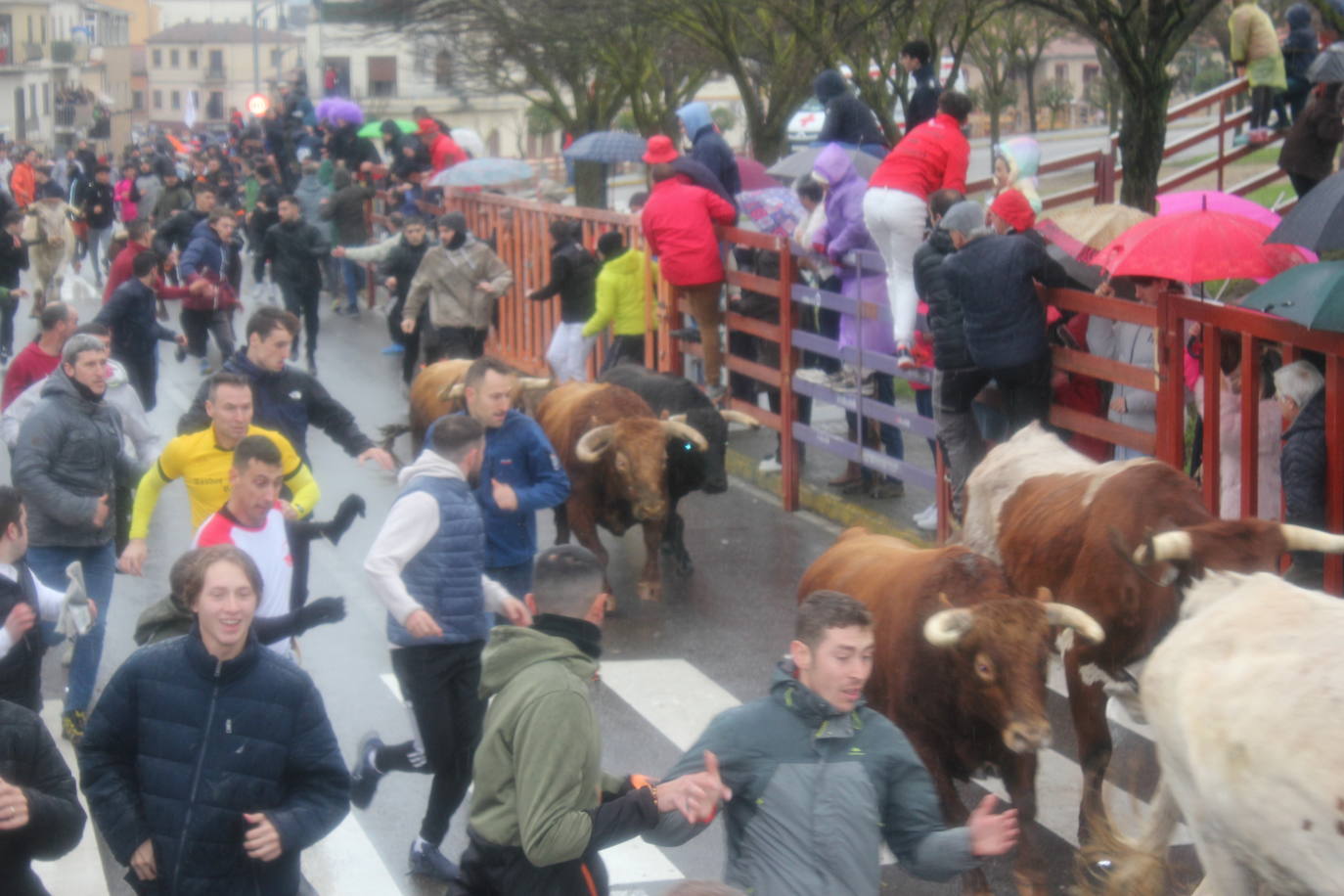 La lluvia no desluce el rápido encierro del lunes en el Carnaval del Toro
