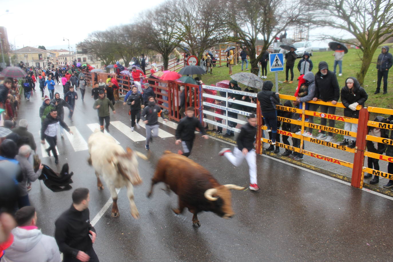 La lluvia no desluce el rápido encierro del lunes en el Carnaval del Toro