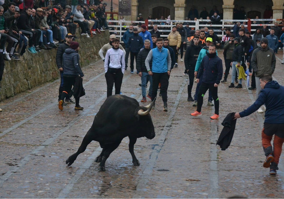 Entretenido Toro del Aguardiente del Carnaval del Toro