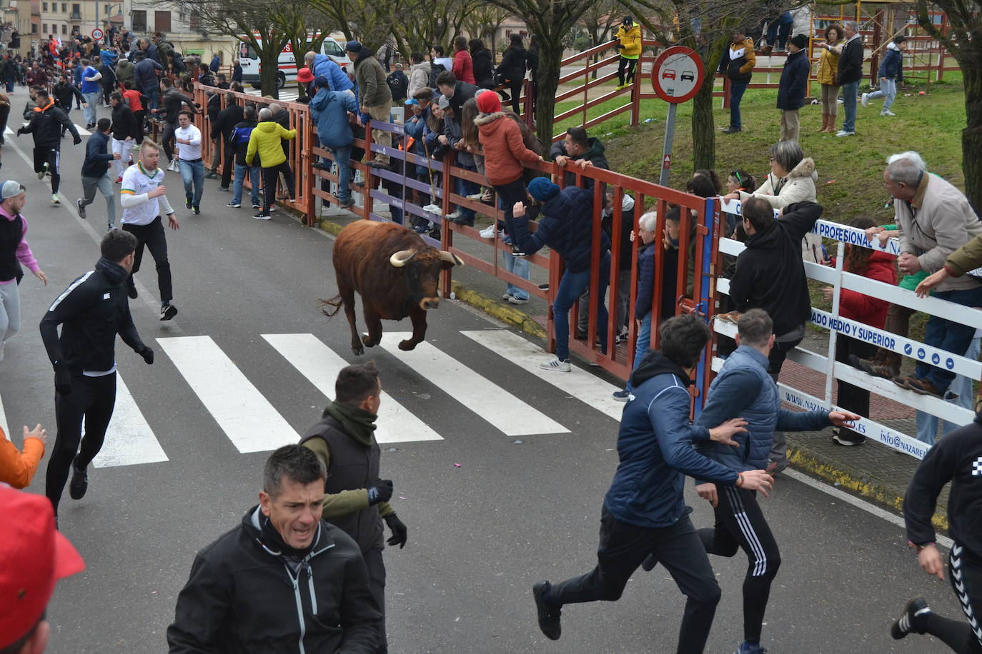 El último encierro del Carnaval del Toro, el más veloz de la serie