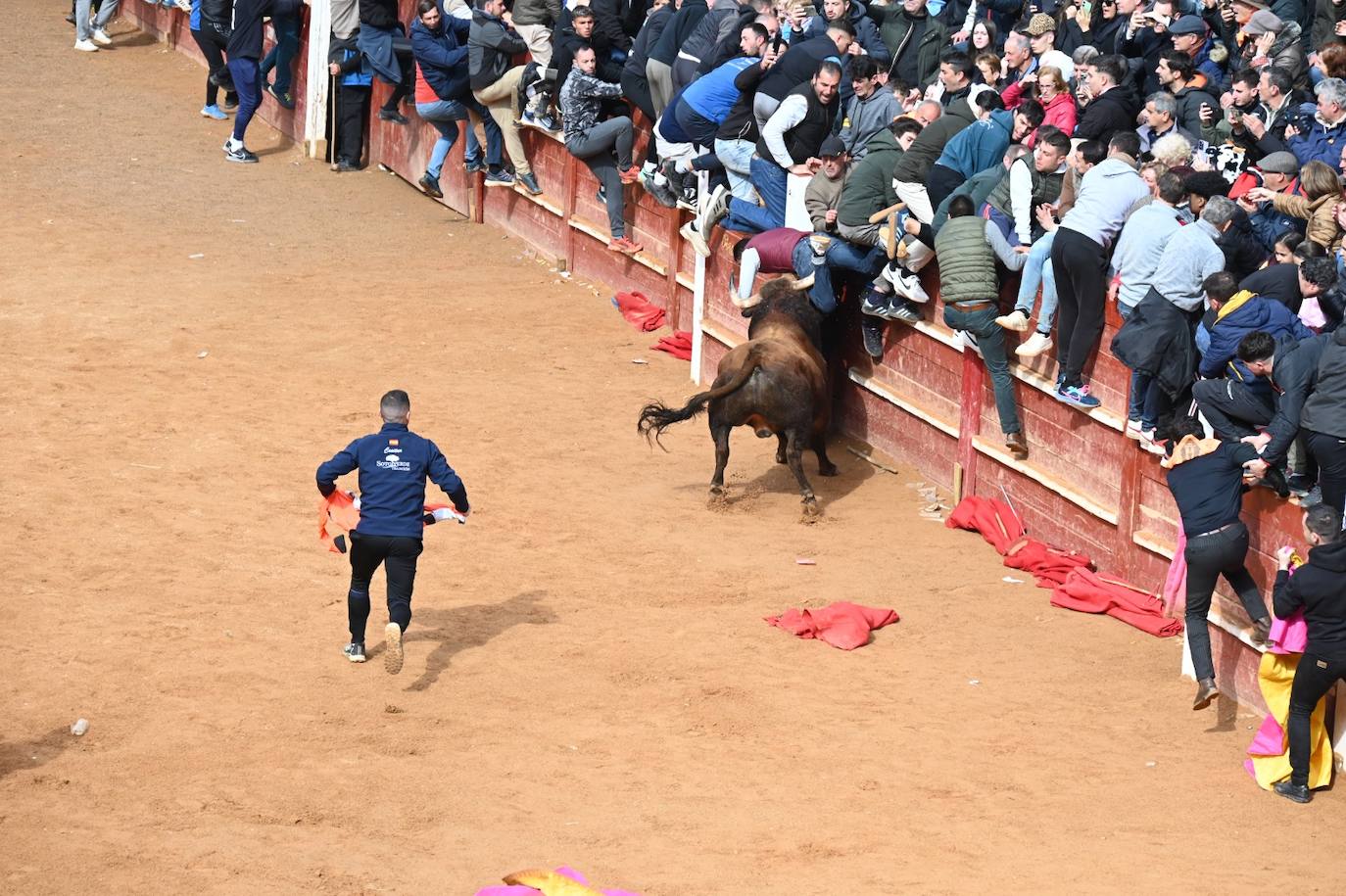 Tres heridos de gravedad en la capea matinal del Carnaval del Toro