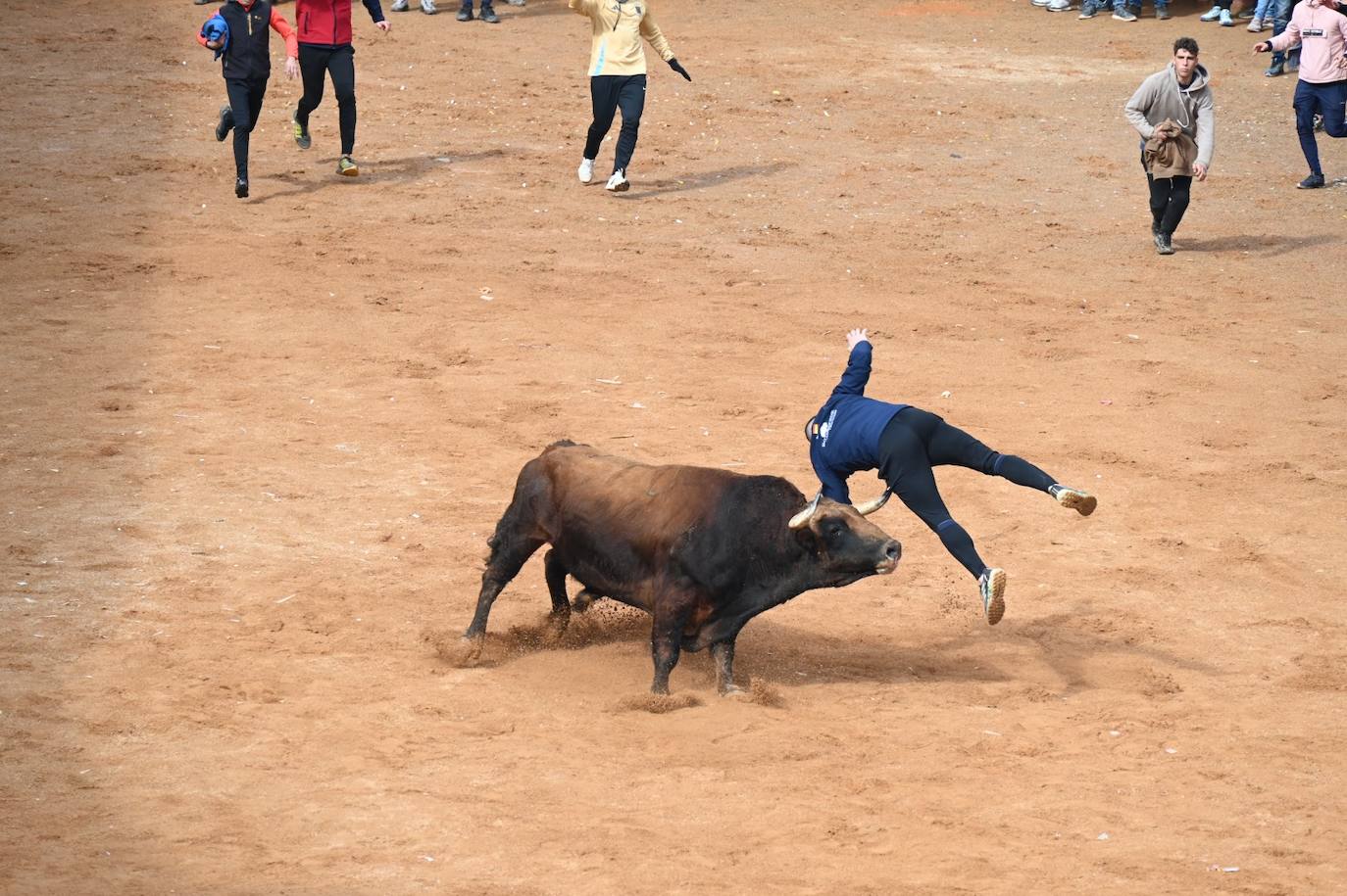 Tres heridos de gravedad en la capea matinal del Carnaval del Toro