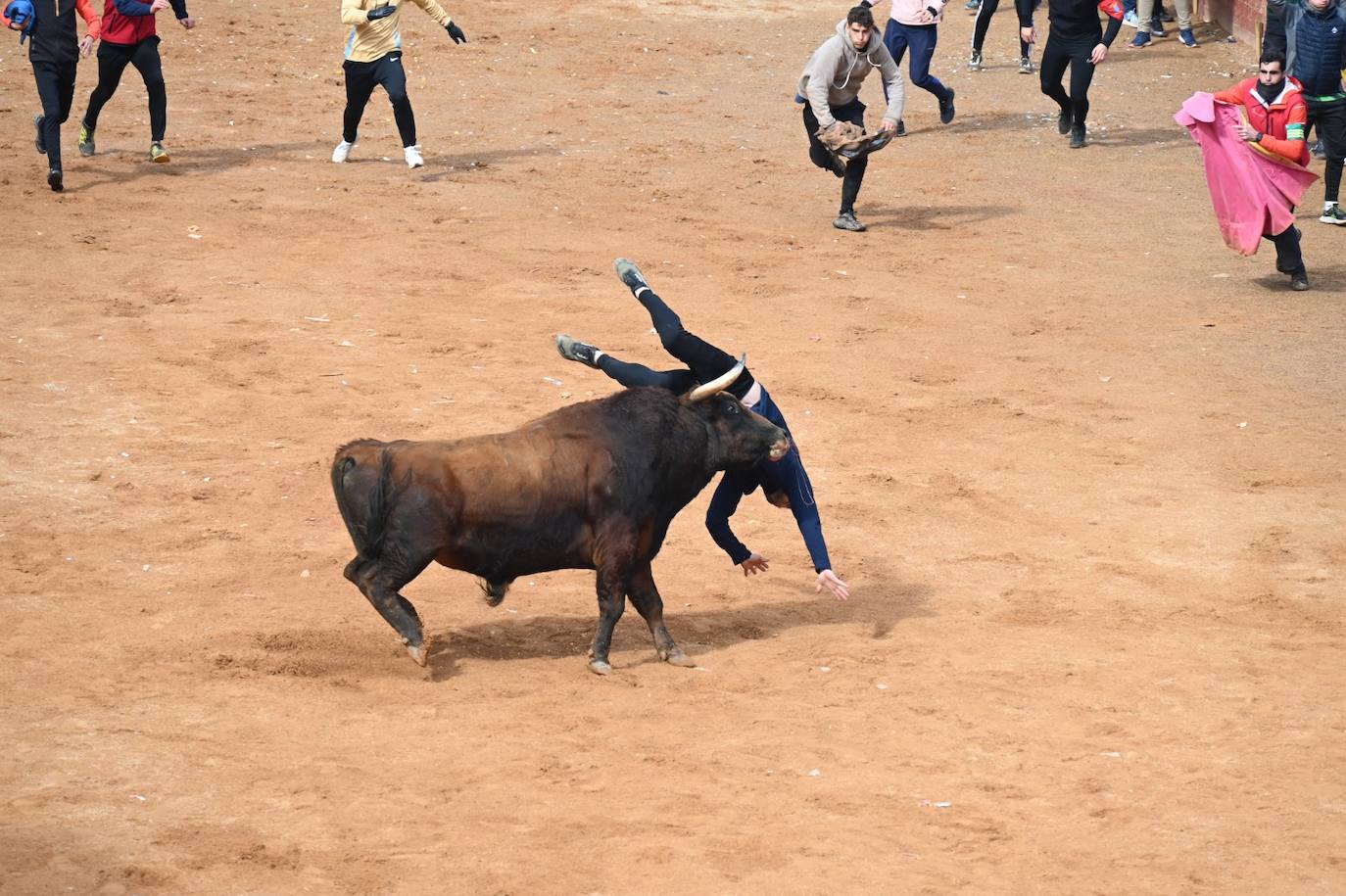 Tres heridos de gravedad en la capea matinal del Carnaval del Toro