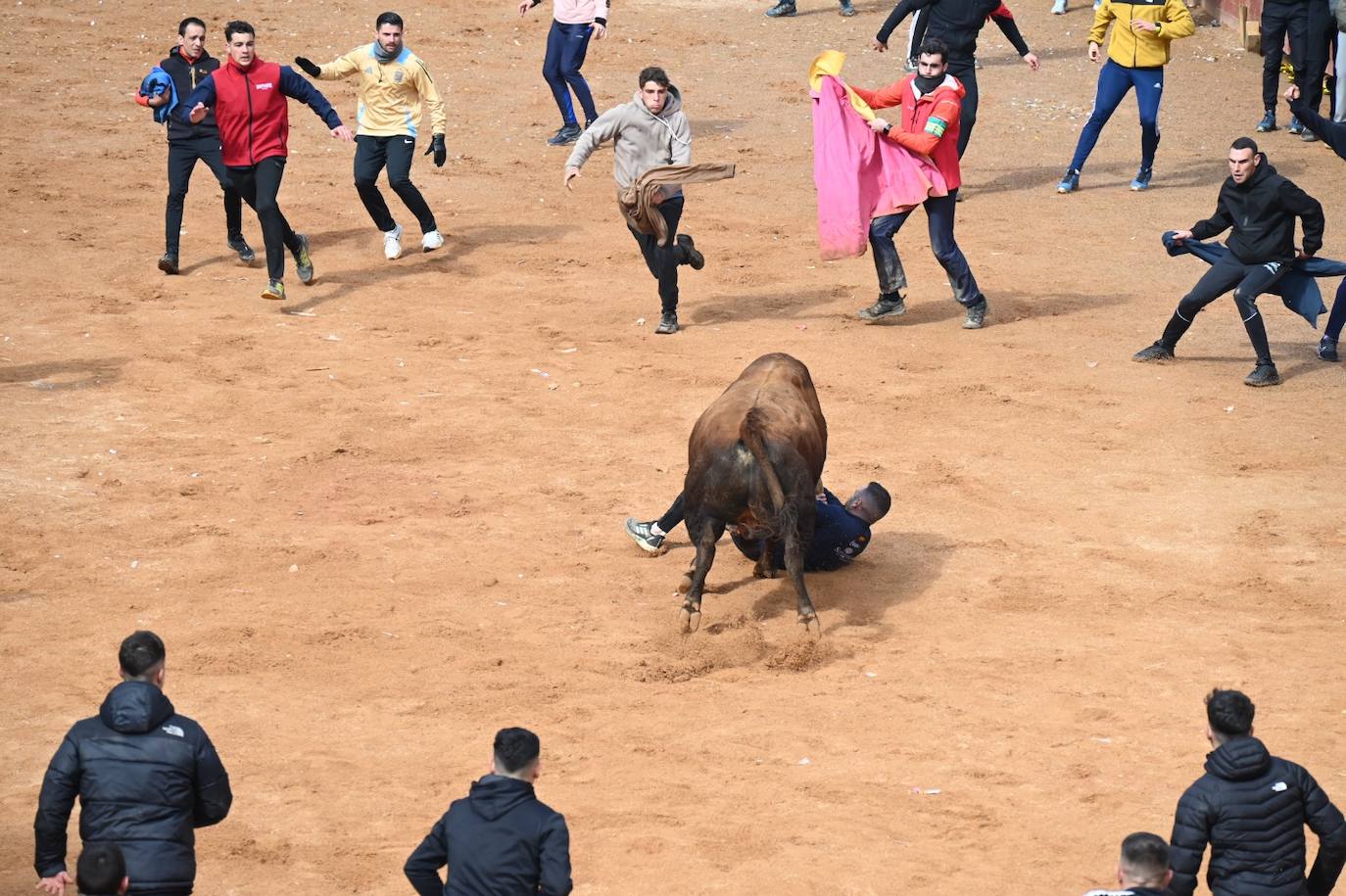 Tres heridos de gravedad en la capea matinal del Carnaval del Toro