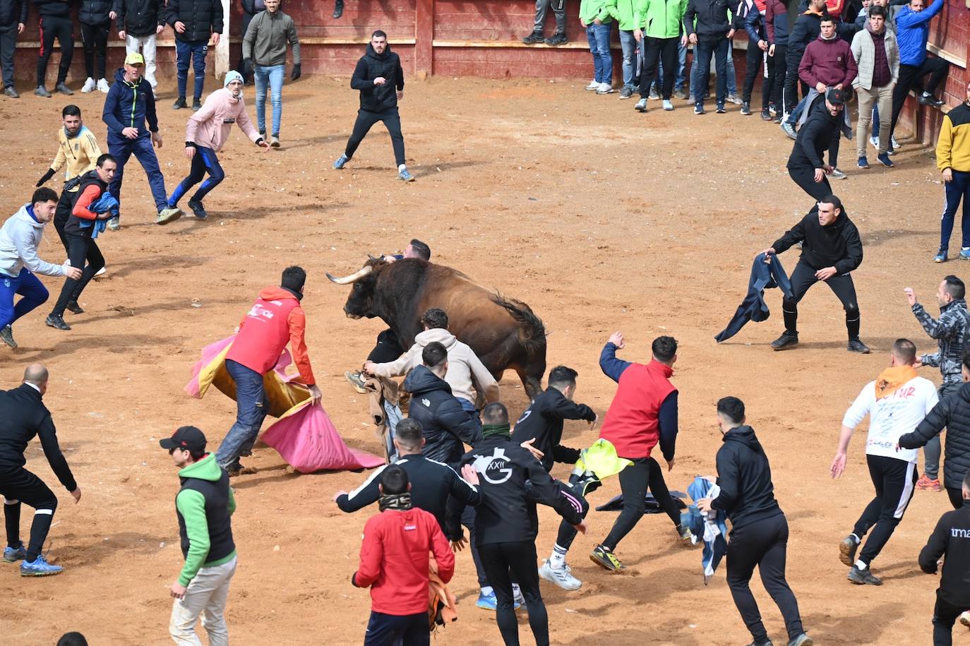 Tres heridos de gravedad en la capea matinal del Carnaval del Toro