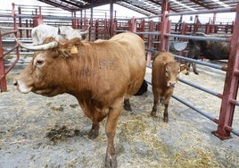 Nave exterior de vacas, en el mercado de ganados de Salamanca.