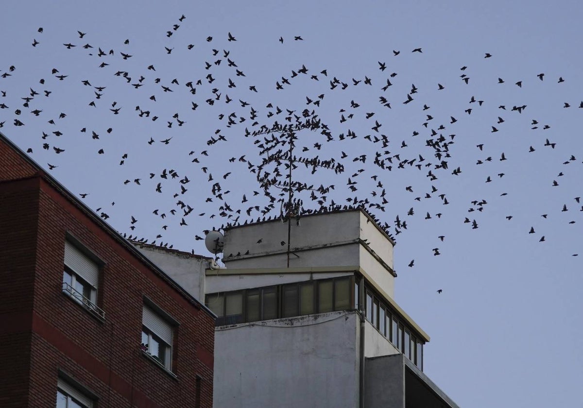 Imagen de una tejado de la capital salmantina plagado de estorninos.