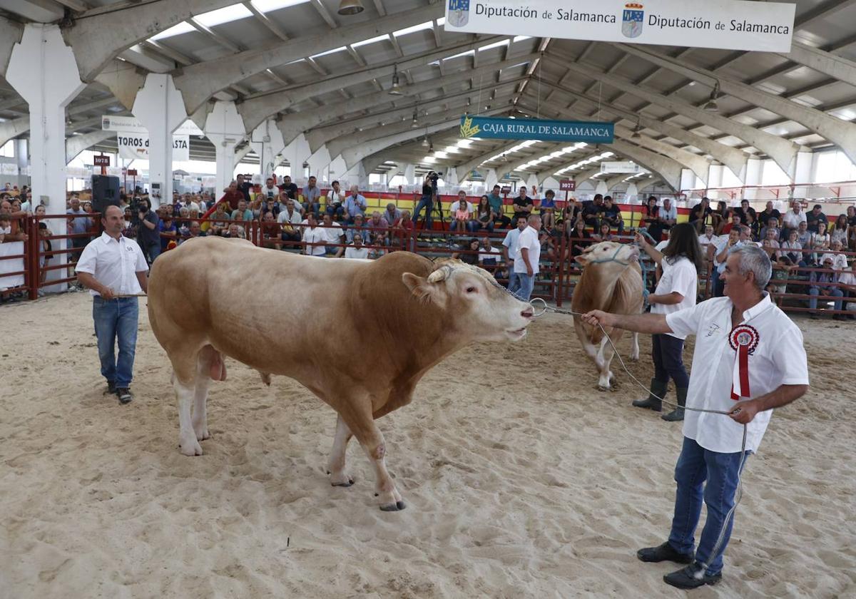 Concurso Morfológico Nacional de Ganado Vacuno de Raza Blonda de Aquitania durante la feria Salamaq, que organiza la Diputación de Salamanca.