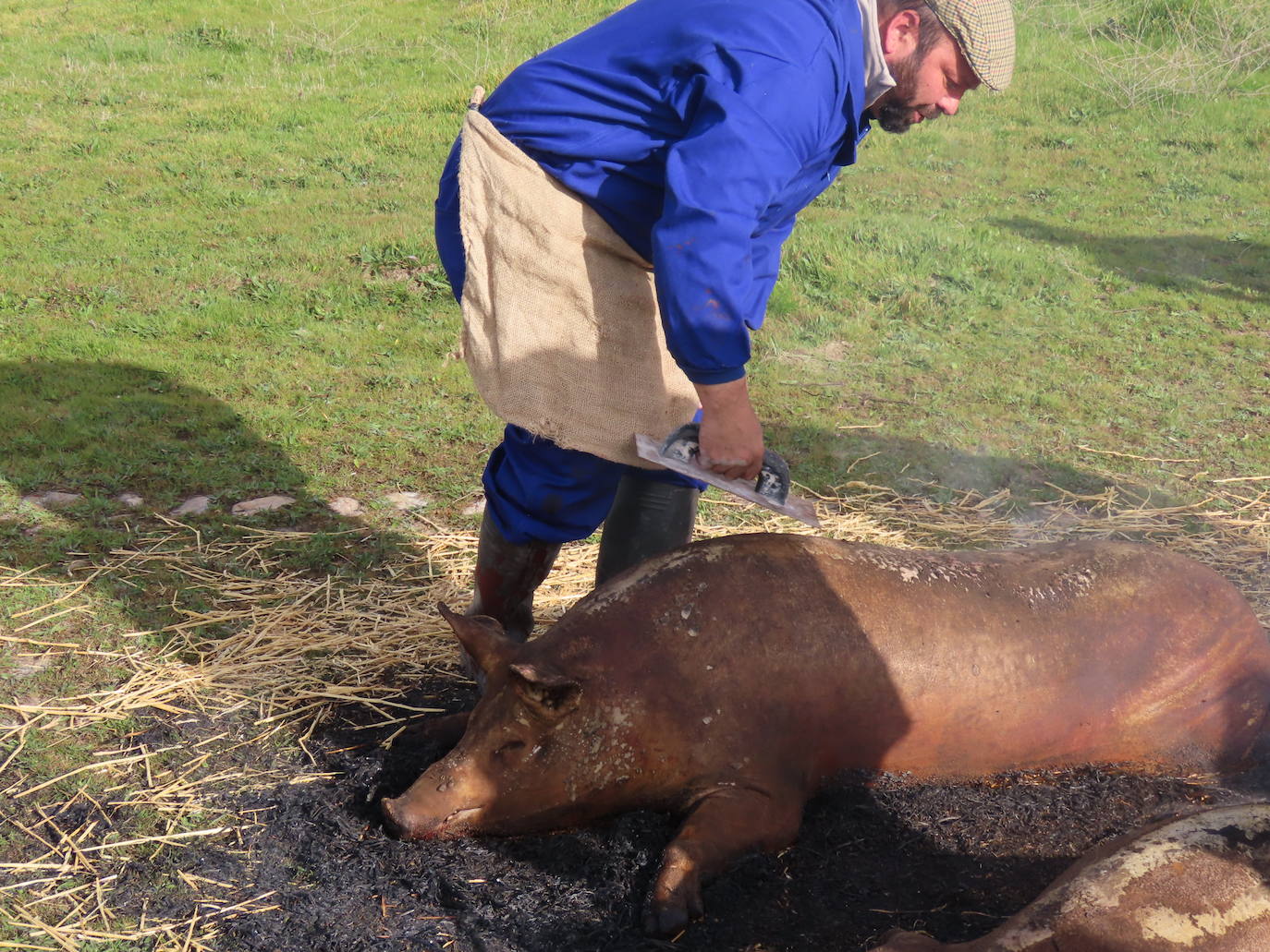 Cocido para celiacos en la X Matanza típica de Aldeaseca de la Frontera