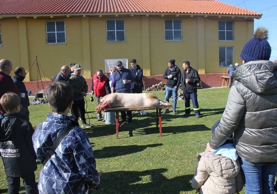 Chamuscado y raspado del marrano en Villar de Peralonso