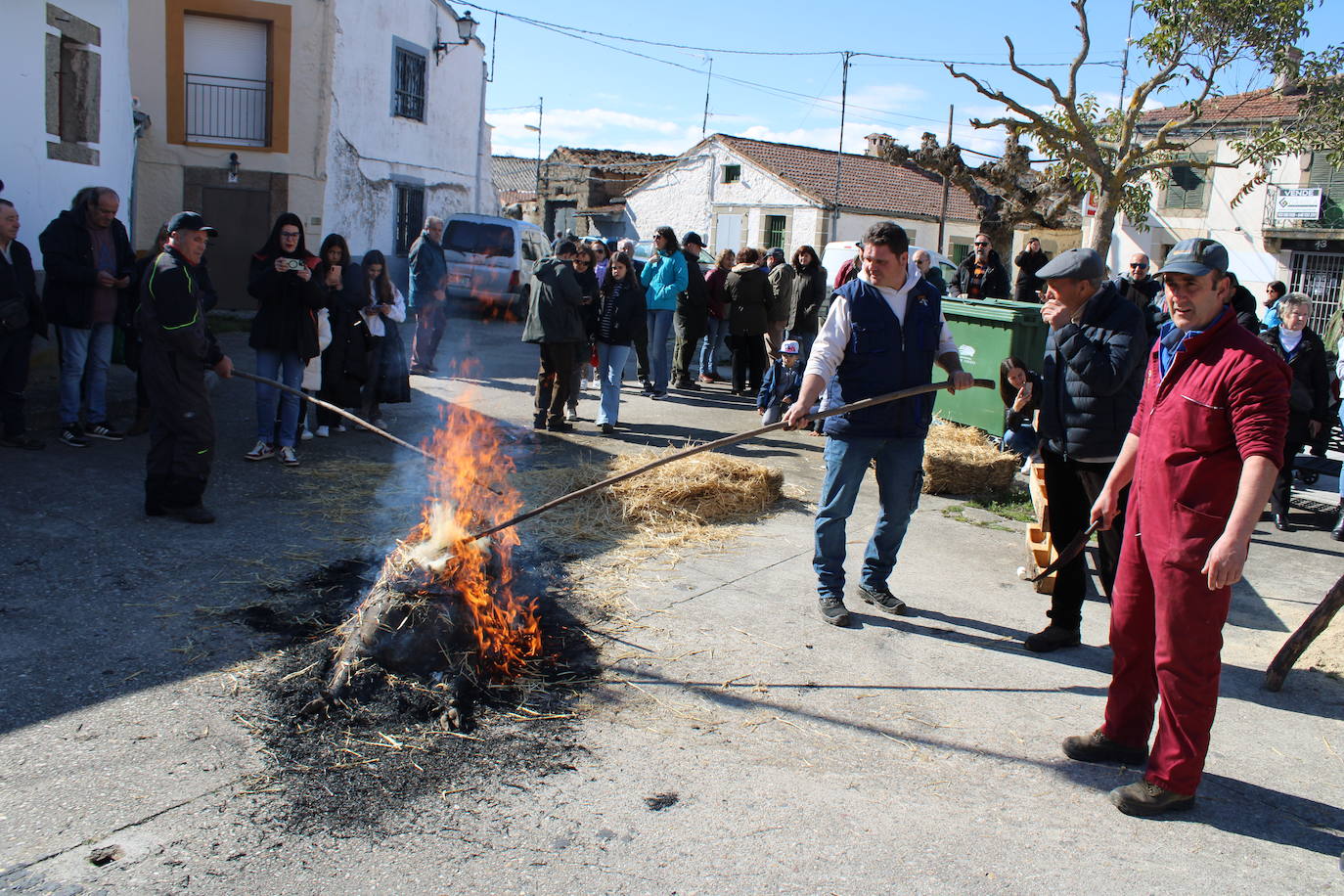 La matanza de Gallegos de Solmirón crece año tras año