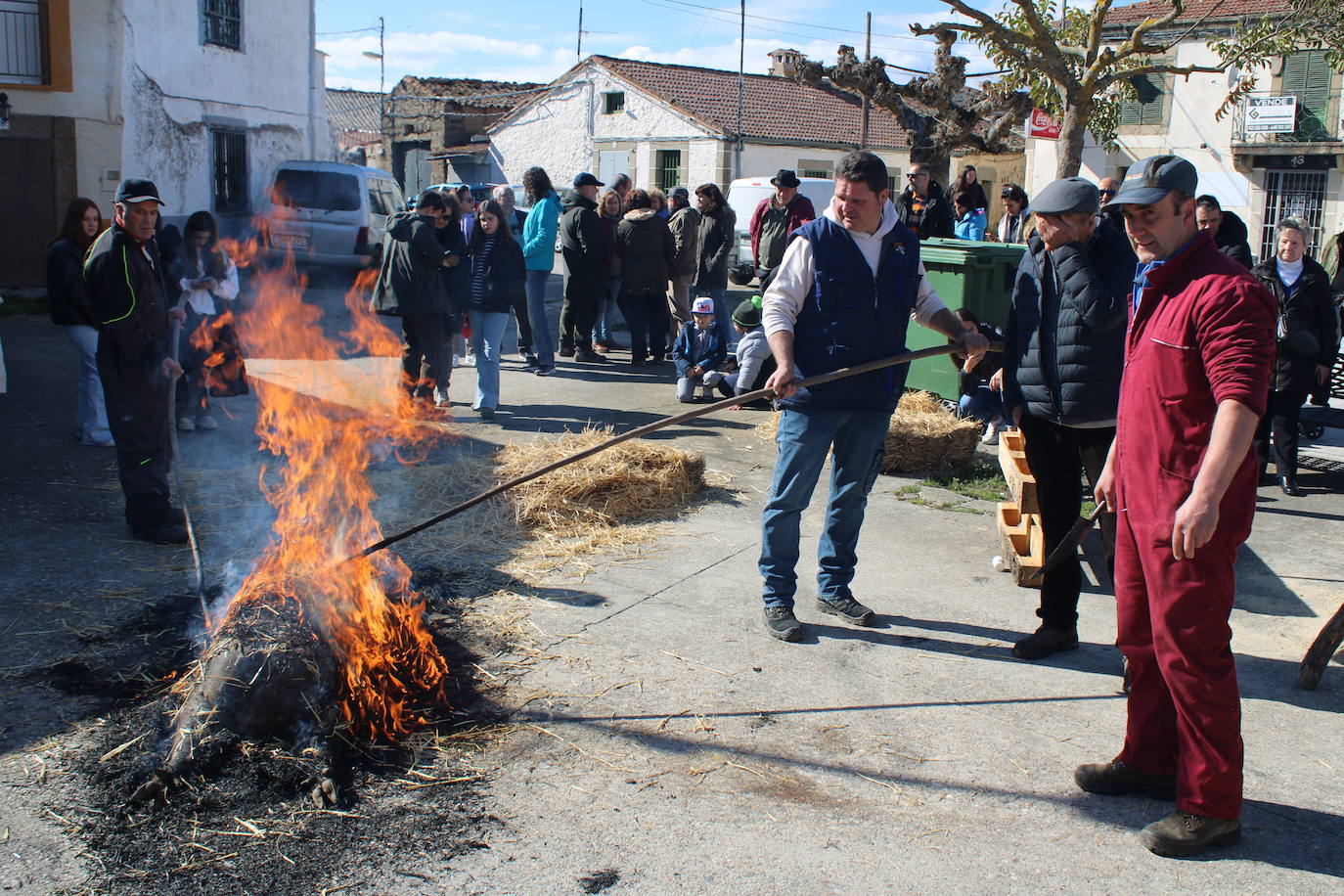 La matanza de Gallegos de Solmirón crece año tras año