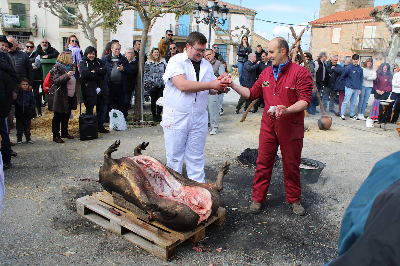 La matanza de Gallegos de Solmirón crece año tras año