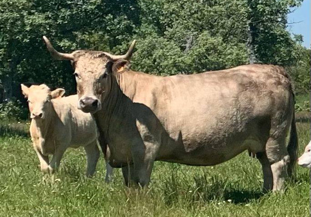 Dehesa Grande está comprometida con el bienestar animal.