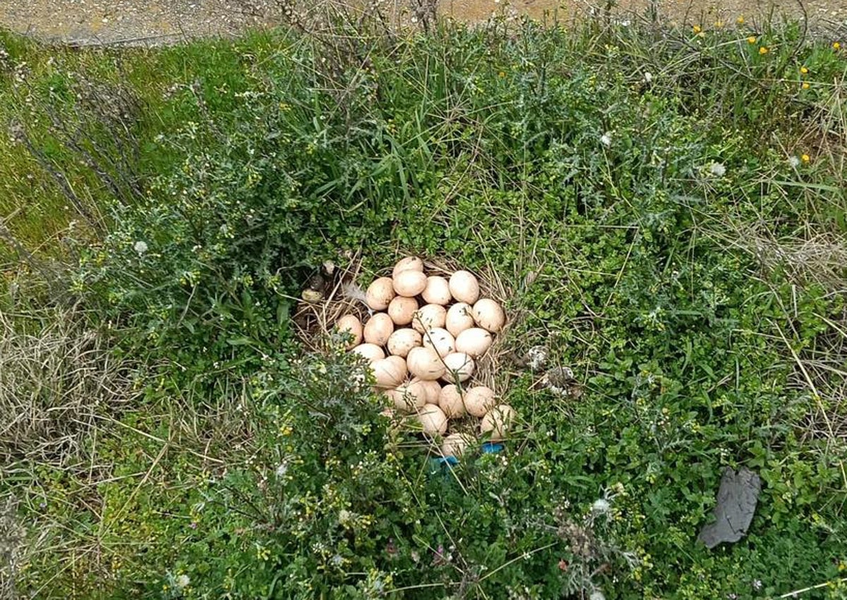 Imagen secundaria 1 - Un bombero durante el rescate de 'Frida'. Los huevos de la gallina en la autovía.