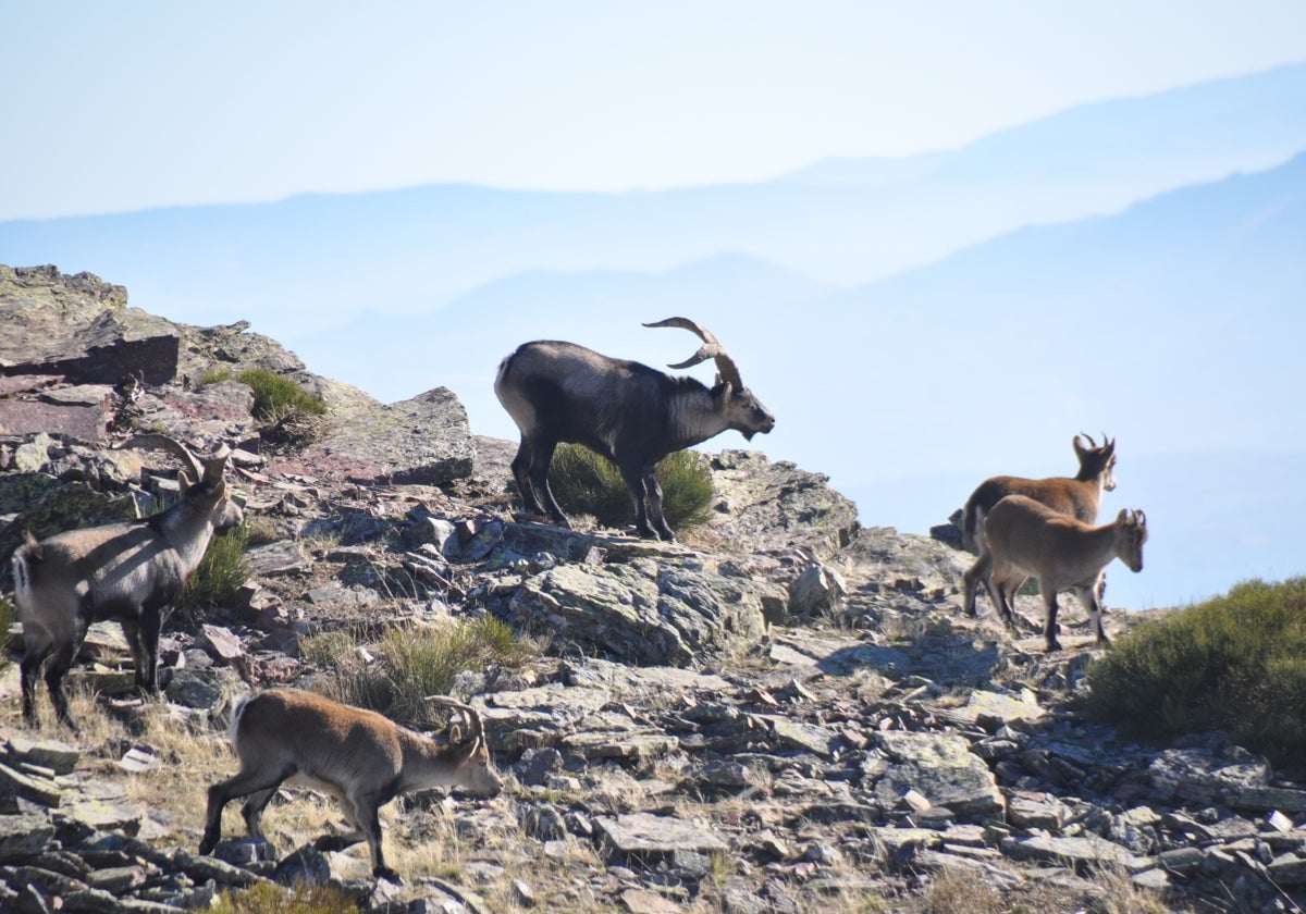 Cabras montesas en la Peña de Francia.