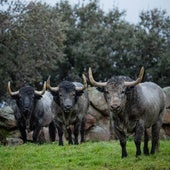 Toros de Adolfo Martín en la finca cacereña de Los Alijares.