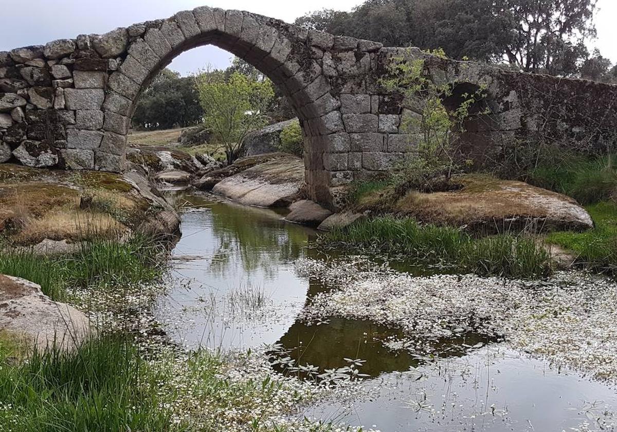 El puente, en mitad de la dehesa charra.