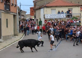 Festejo del Toro de San Isidro en Cantalpino.