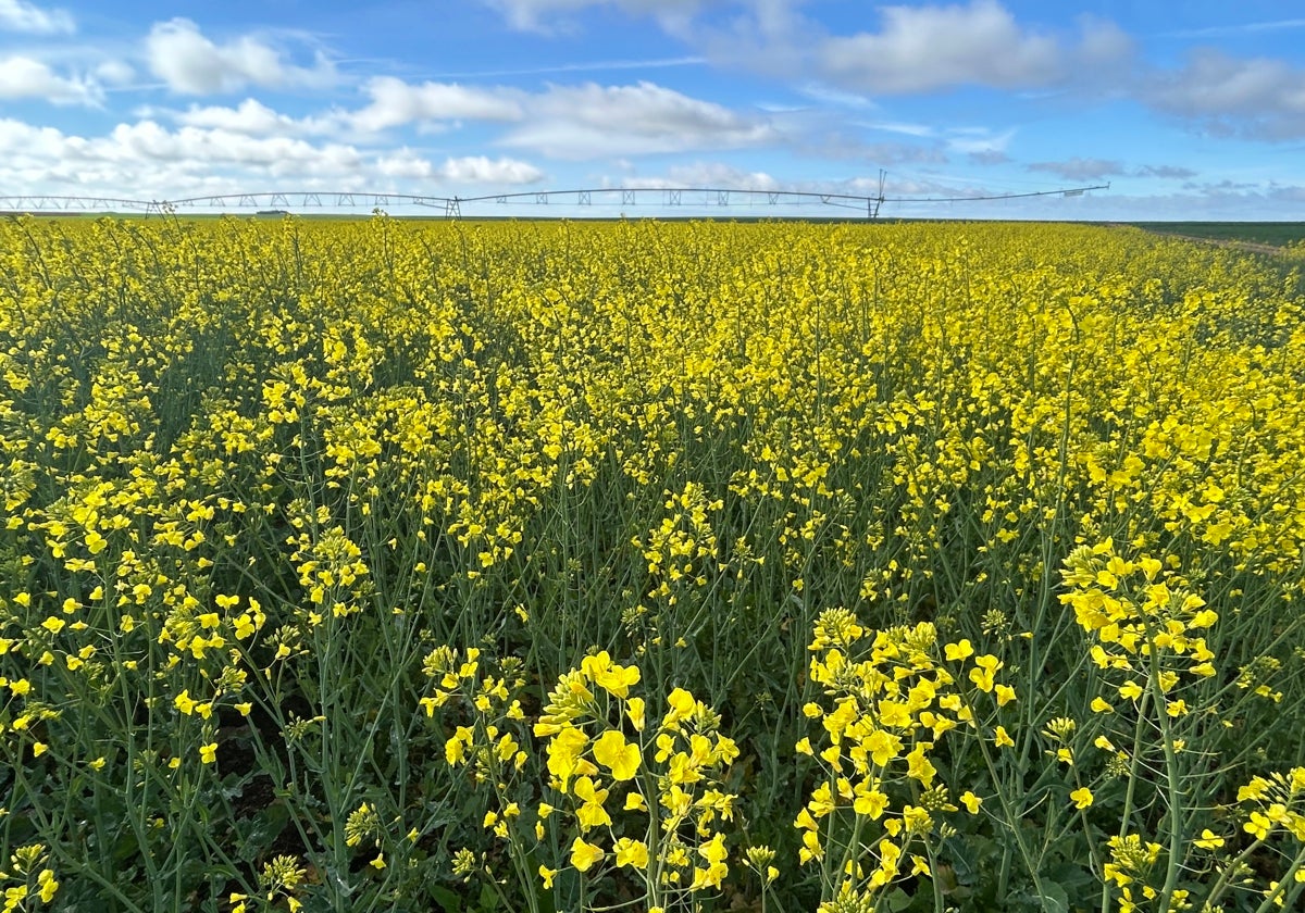 Las razones por las que el espectacular amarillo se ve tanto en los campos de Castilla y León