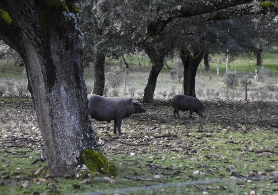 Cerdos ibéricos en la dehesa.