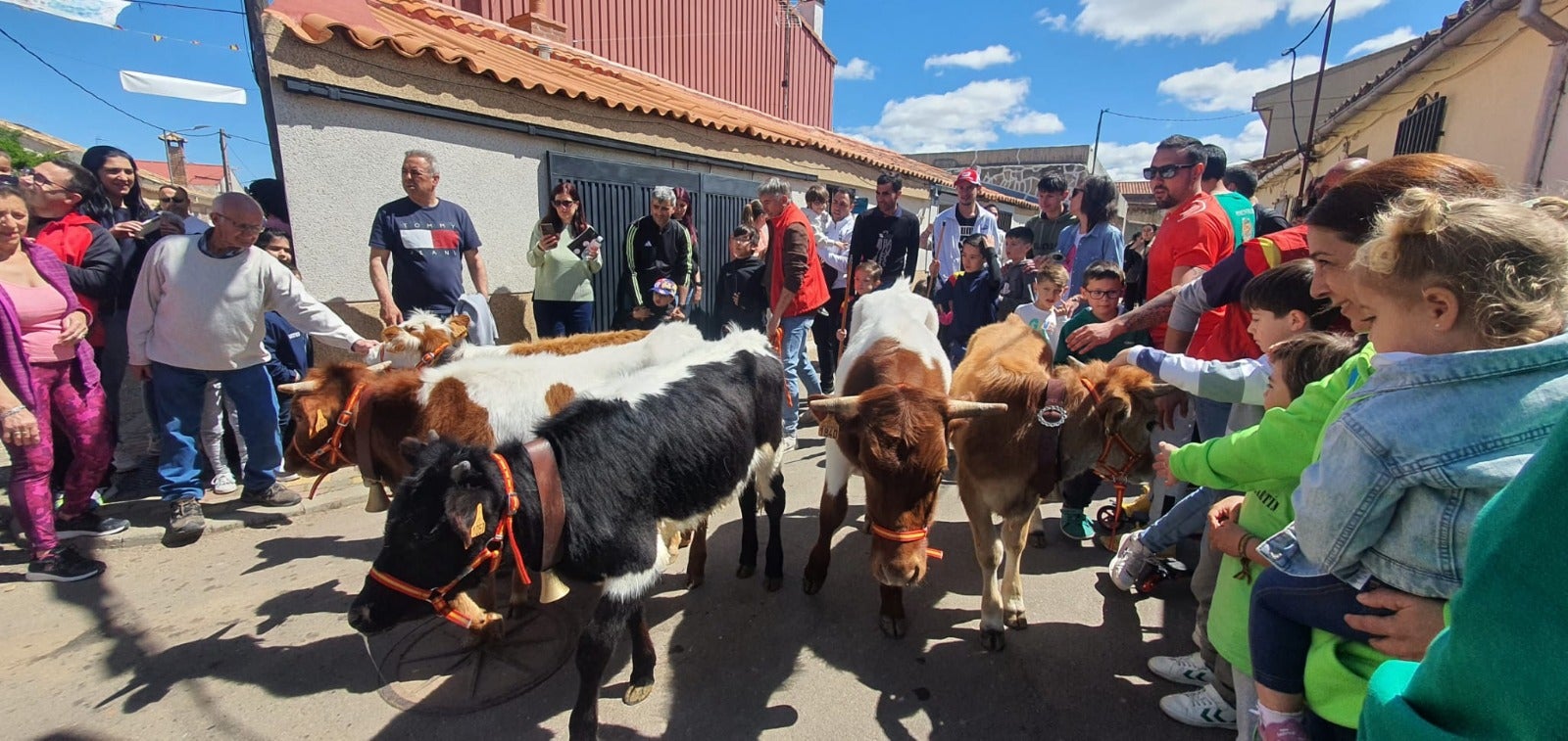 Las vaquillas y el encierro infantil con minibueyes, citas de éxito en las fiestas de Doñinos