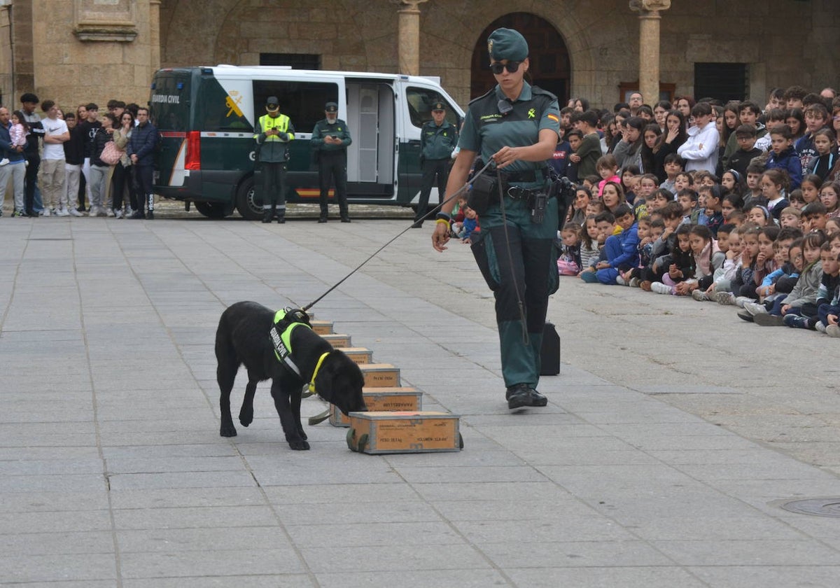 Más de mil escolares de Ciudad Rodrigo se dan cita en una exhibición de la Guardia Civil