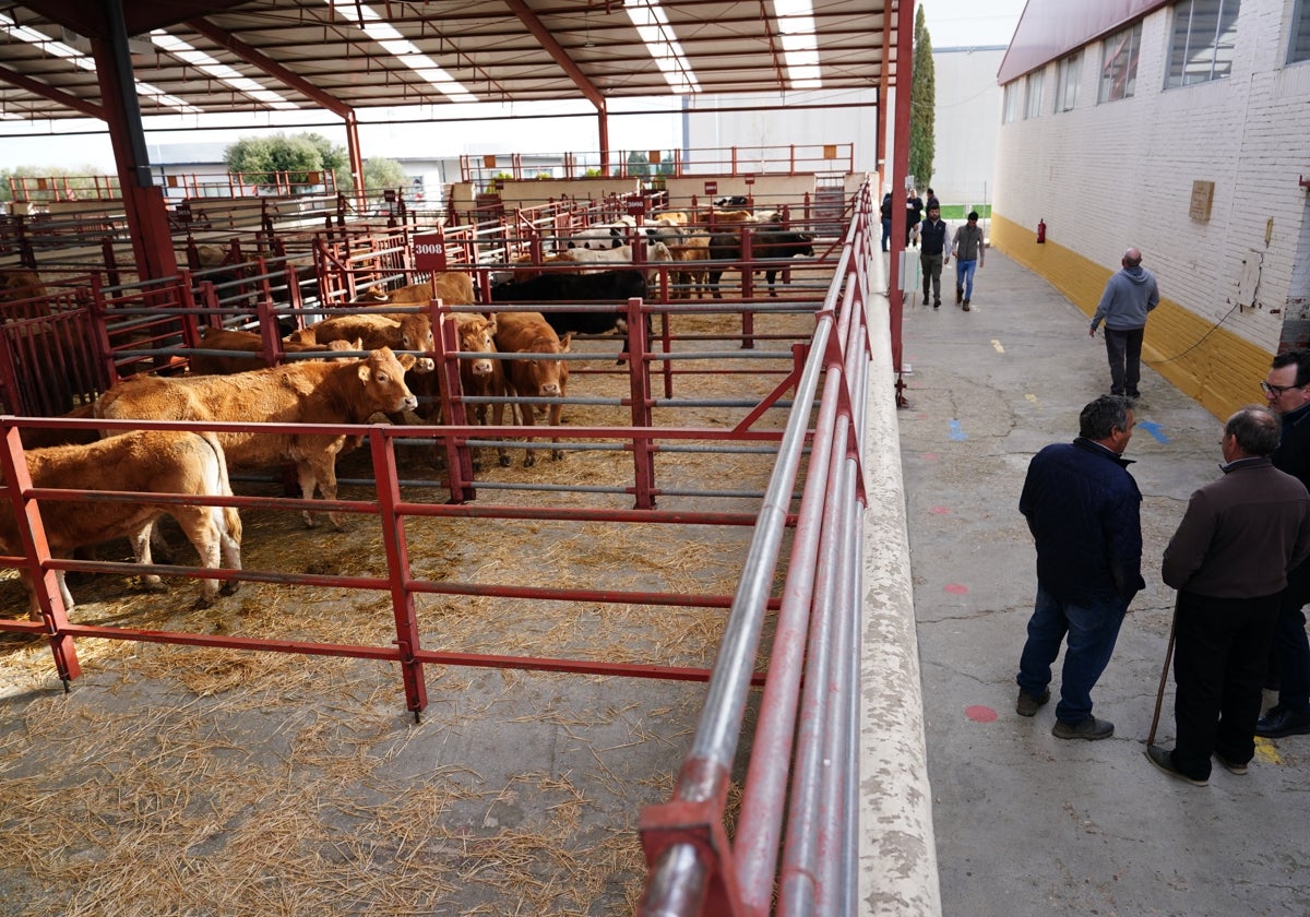 Dudas sobre las vacas