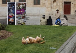 Un perro disfruta en las zonas verdes de la plaza de Anaya.