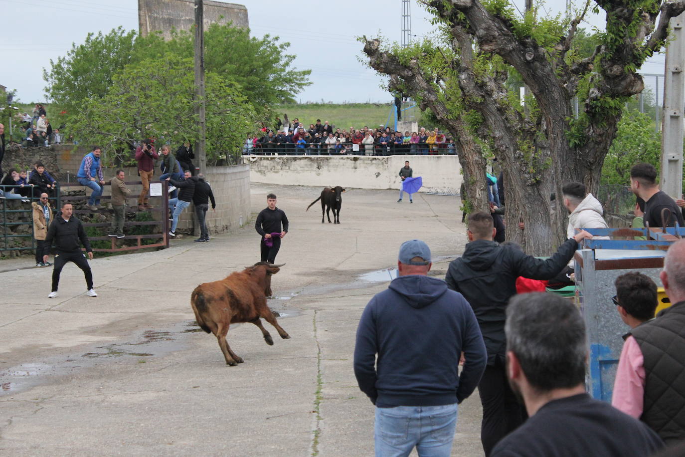 Fervor en el día central de la Santa Cruz de Saelices el Chico